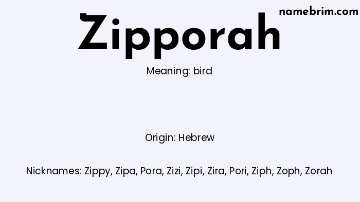 Infographic of Zipporah name meaning, which is a name of Hebrew origin, Zipporah means bird, and Zippy is a nickname for Zipporah.